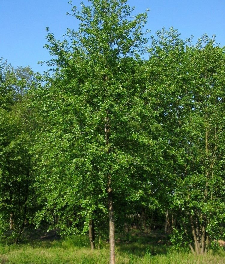 Ольха – фото