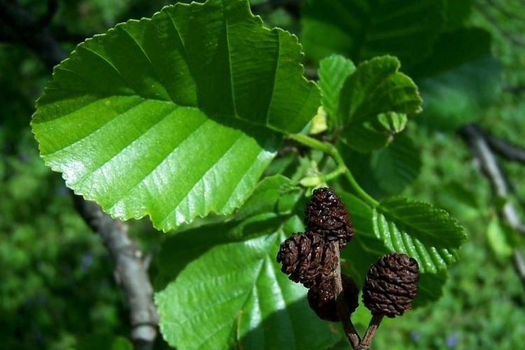 Черная ольха