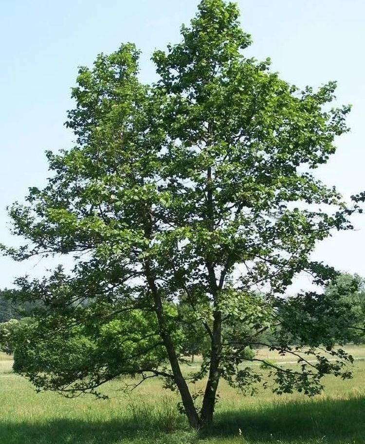 Ольха – фото