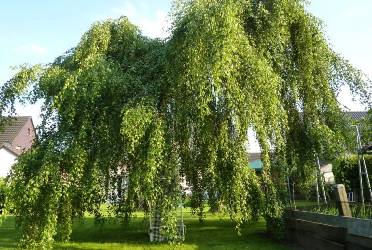 Повислая ольха