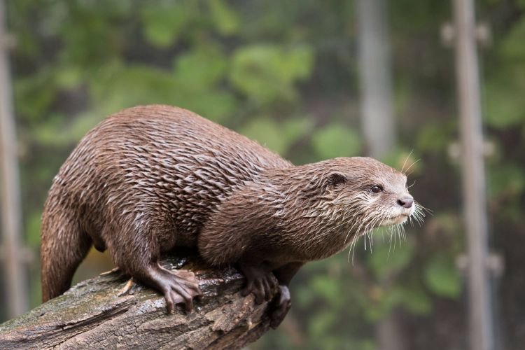 Места обитания