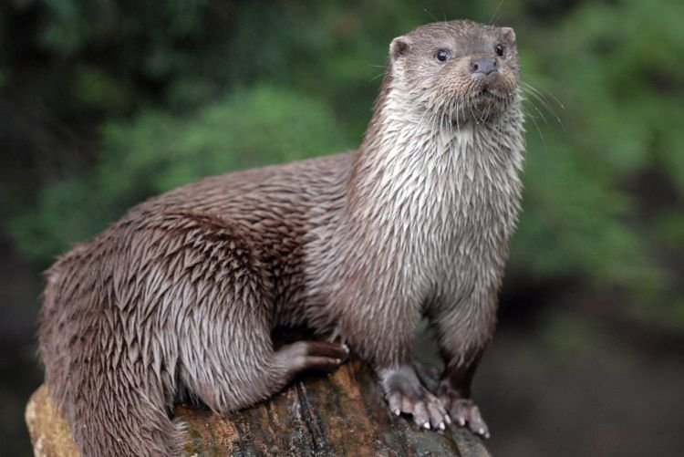 Размножение выдр