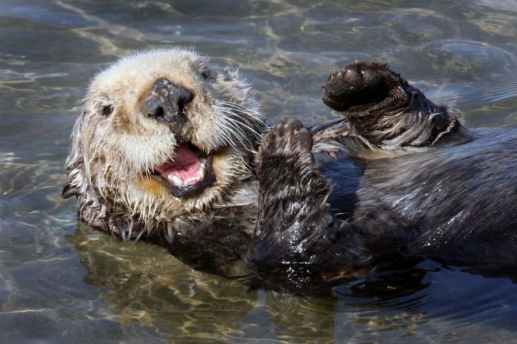 Выдры – фото