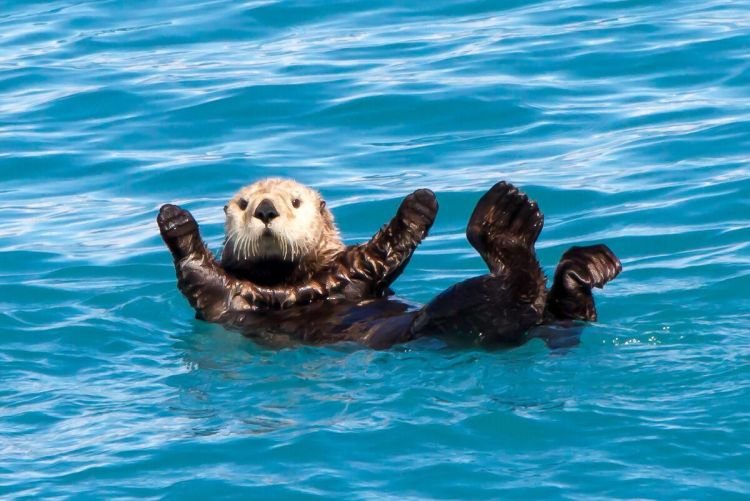 Выдры – фото