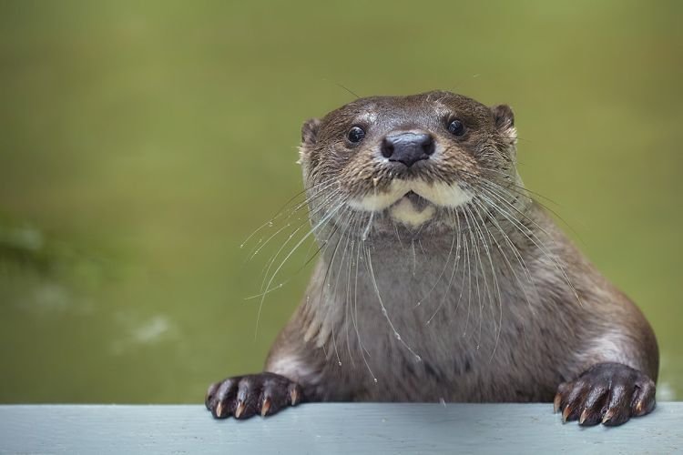 Коммуникация