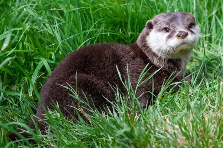 Выдры – фото