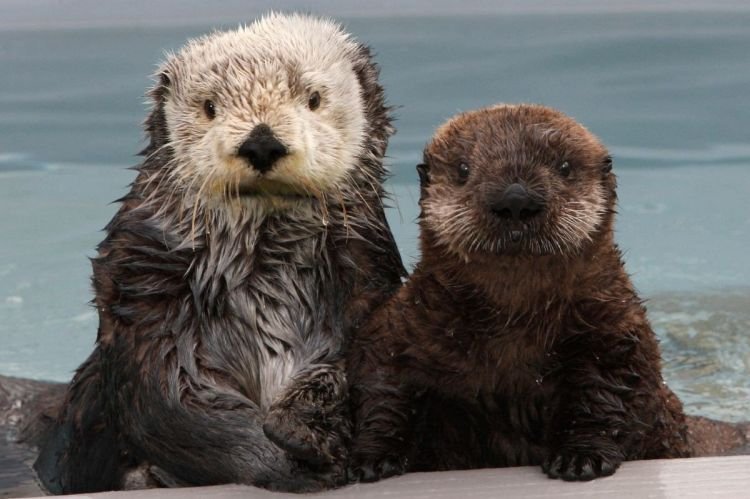 Выдры – фото