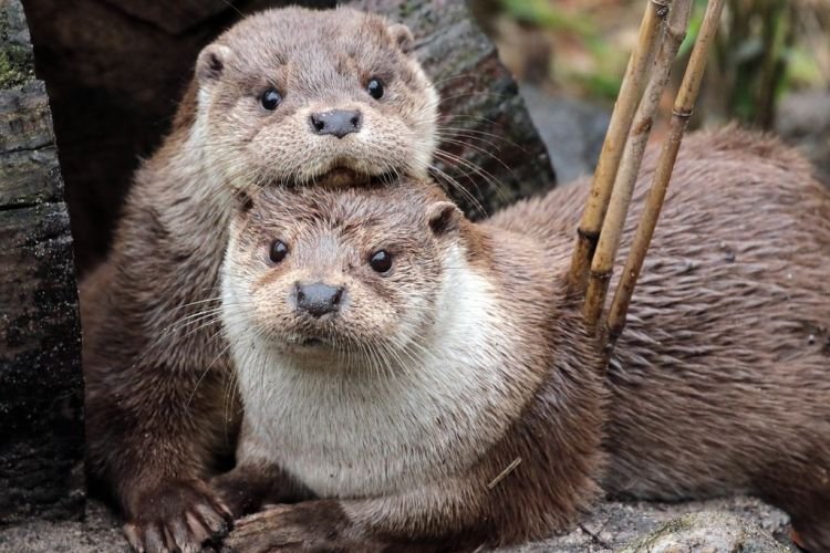 Выдры – фото