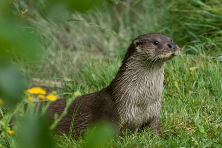 Выдры – фото