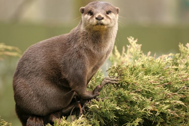 Выдры – фото