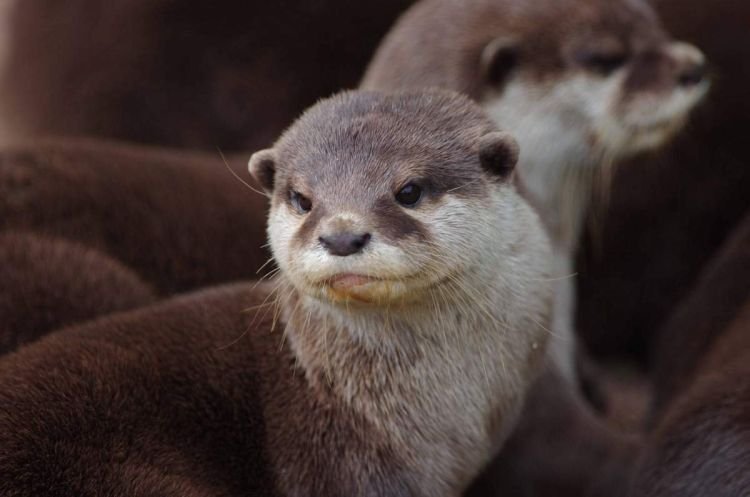 Выдры – фото