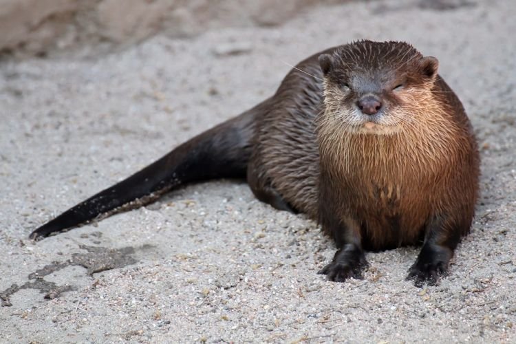 Азиатская безкоготная выдра