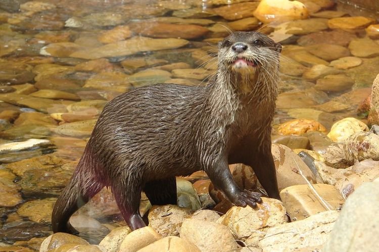 Кошачья выдра