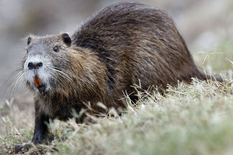 Внешний вид нутрии