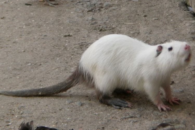 Азербайджанские нутрии