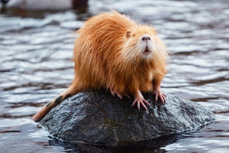 Золотистые нутрии