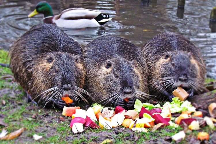 Рацион питания