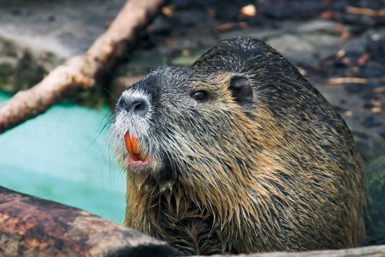 Сколько живут нутрии