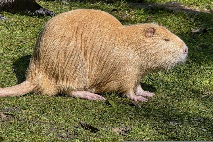 Промышленное значение нутрий