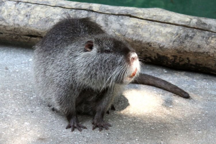 Нутрии – фото