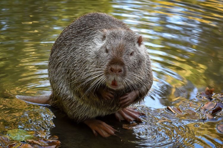 Нутрии – фото