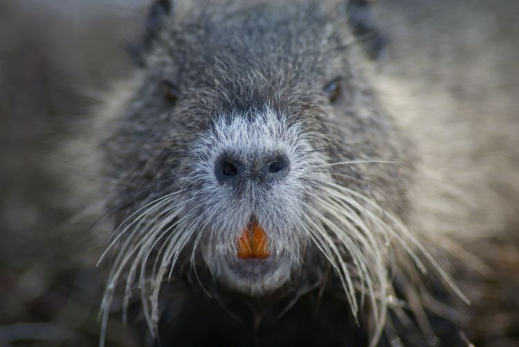 Нутрии – фото