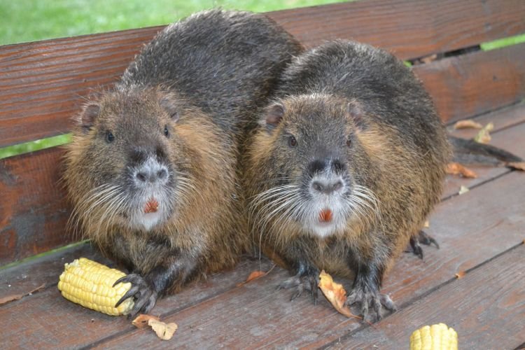 Нутрии – фото