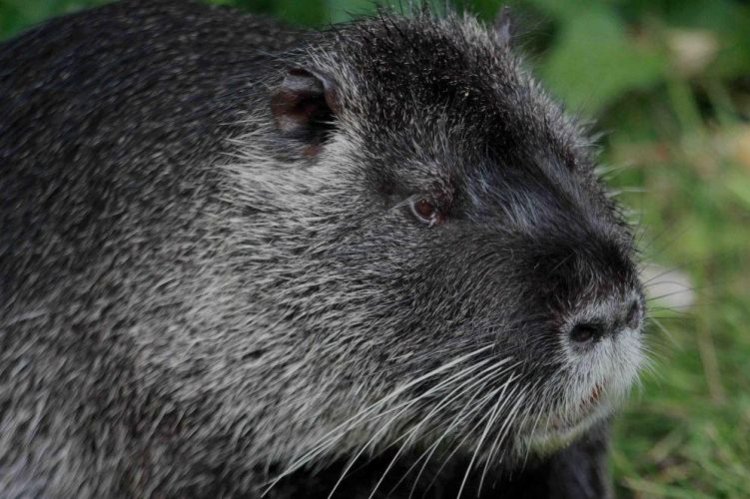 Нутрии – фото