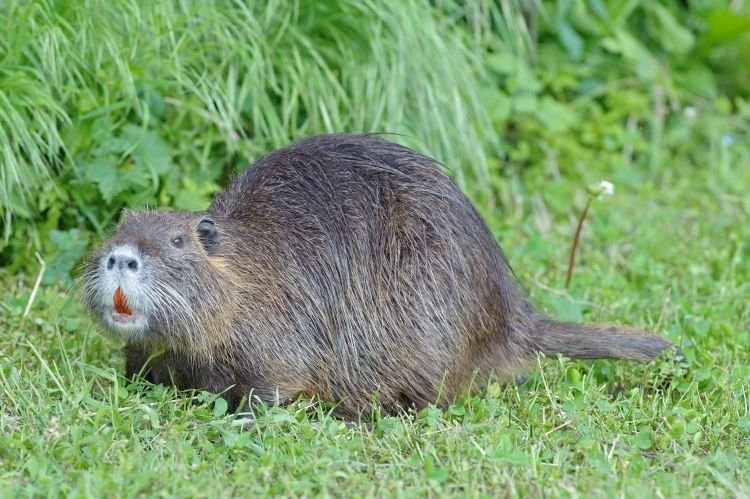 Нутрии – фото