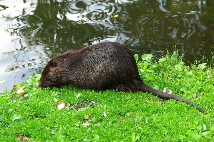 Нутрии – фото