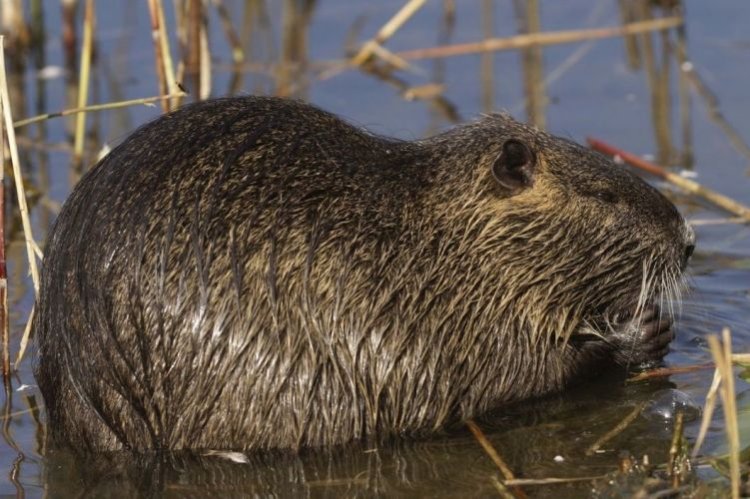 Нутрии – фото