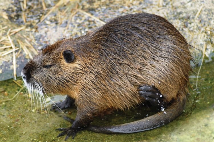 Нутрии – фото