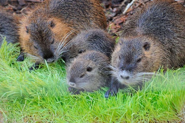 Нутрии – фото