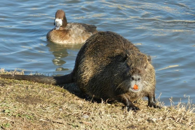 Гигантские нутрии