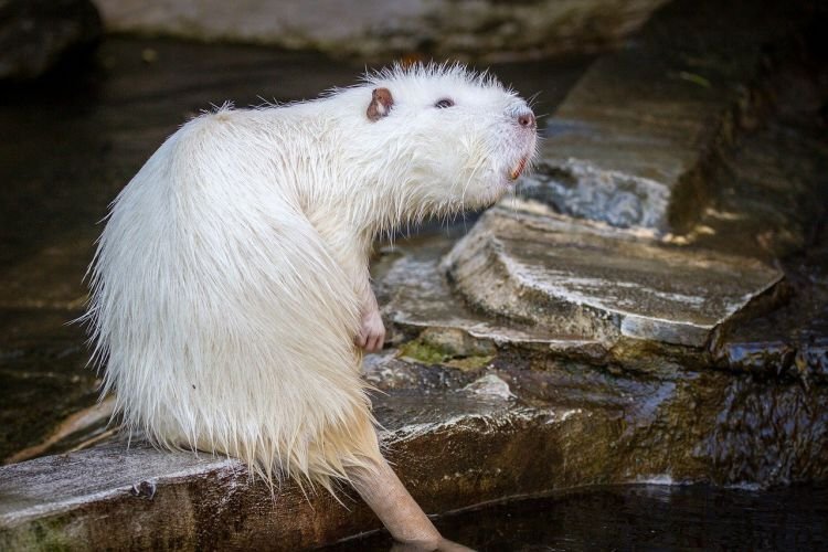 Снежные нутрии