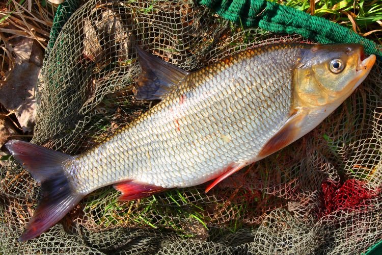 Язь (40 фото): описание рыбы, как выглядит и где водится