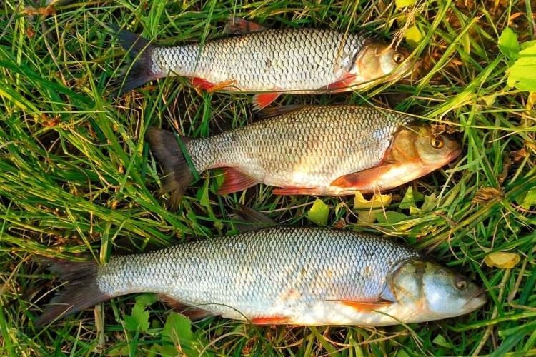 Язь – фото рыбы