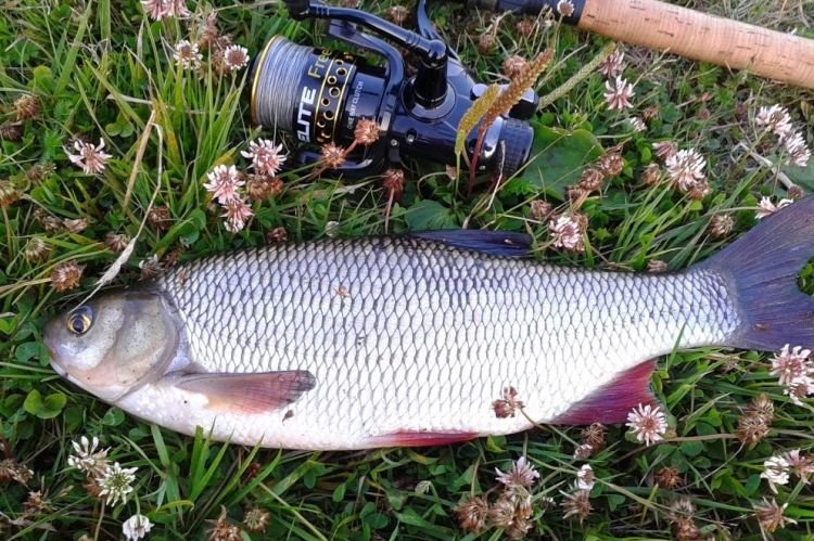 Язь – фото рыбы