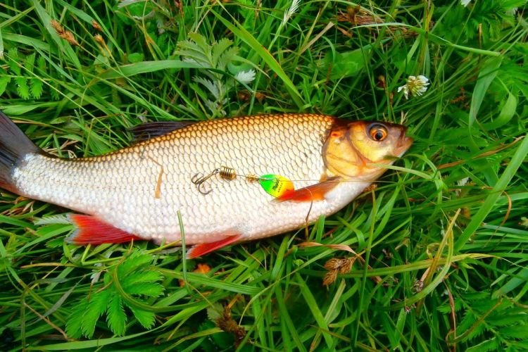 Язь – фото рыбы