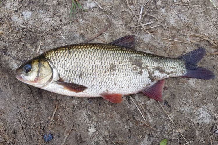 Язь – фото рыбы