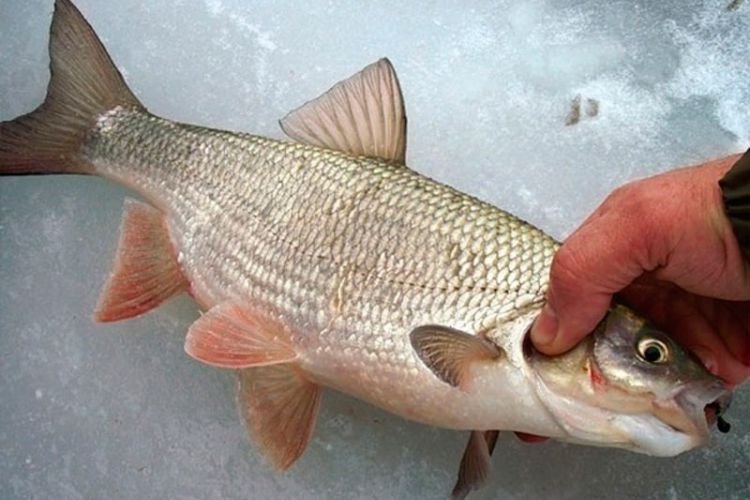 Язь – фото рыбы