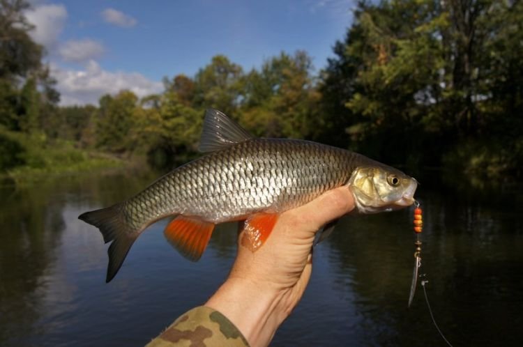 Язь – фото рыбы