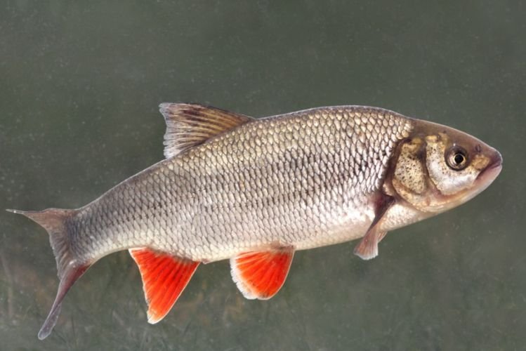 Места обитания язя