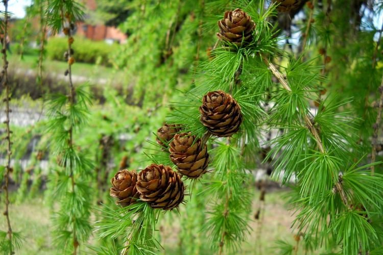 Общее описание