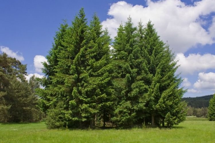 Лиственница – фото