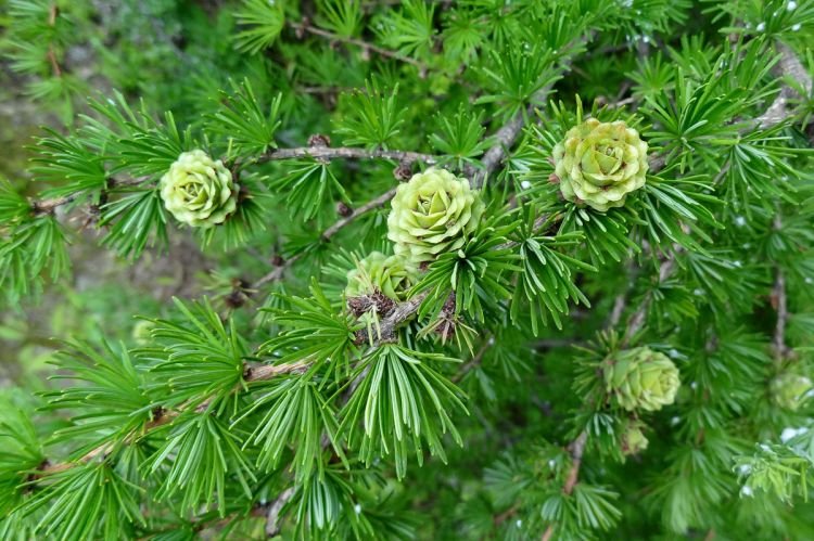 Лиственница – фото