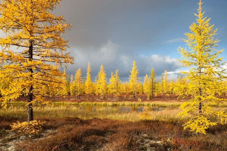 Лиственница – фото