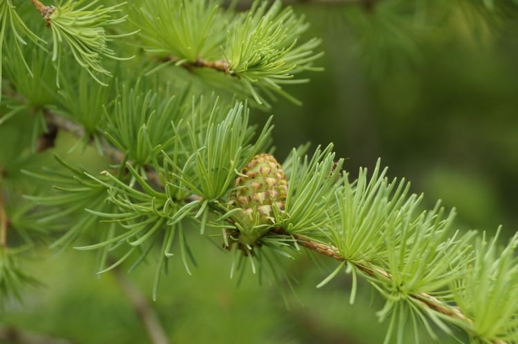 Лиственница – фото