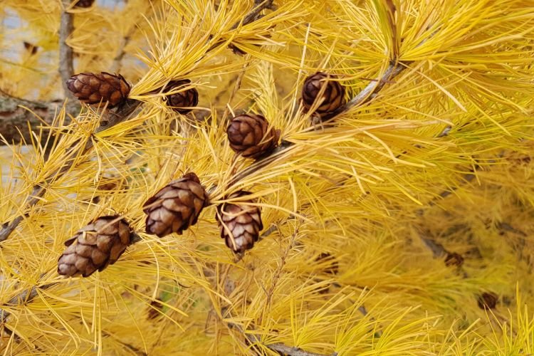 Лиственница – фото