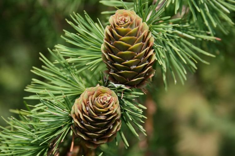 Лиственница – фото